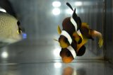 Pairオマーンアネモネフィッシュ±6.5/5cm