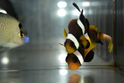 画像1: Pairオマーンアネモネフィッシュ±6.5/5cm