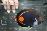 タヒチ産アキレスタン±19cm