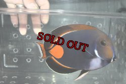 画像1: タヒチ産アキレスタン±19cm