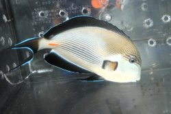 画像1: オマーン産ソハールサージョン±20cm