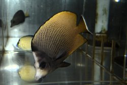 画像2: オマーン産ブラックスポットバタフライ±11cm