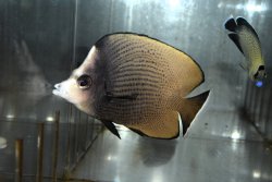 画像2: オマーン産ブラックスポットバタフライ±11.5cm