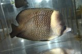 オマーンバタフライ±11cm