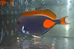 画像2: タヒチ産アキレスタン±20cm
