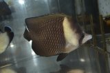 オマーンバタフライ±11.5cm