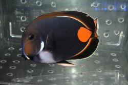画像2: タヒチ産アキレスタン±19cm