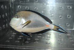 画像2: オマーン産ソハールサージョン±20cm