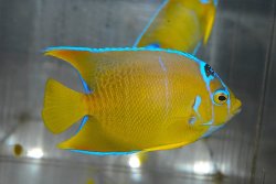 画像2: タウンゼントエンゼル±9.5cm