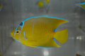 タウンゼントエンゼル±9.5cm