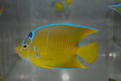 画像1: タウンゼントエンゼル±9.5cm