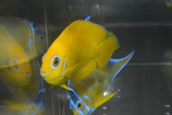 画像3: レモンピール±7.5cm