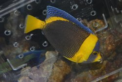 画像2: スクリブルドエンゼル♀±17.5cm