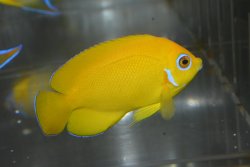 画像2: レモンピール±7.5cm