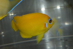 画像2: レモンピール±7.5cm
