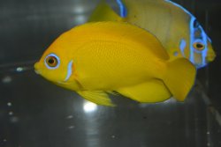 画像4: レモンピール±7.5cm