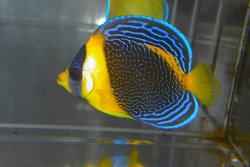 画像3: スクリブルドエンゼル±8cm