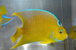 画像2: ブルーエンゼル±12cm