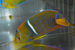 画像1: パッサーエンゼル±11.5cm