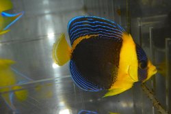 画像2: スクリブルドエンゼル±9.5cm