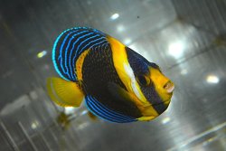 画像4: スクリブルドエンゼル±9cm