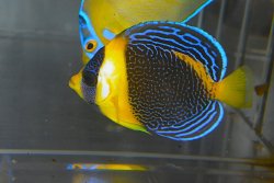 画像1: スクリブルドエンゼル±8cm