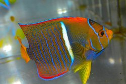 画像2: パッサーエンゼル±11.5cm