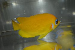 画像4: レモンピール±7.5cm