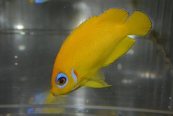 画像1: レモンピール±7.5cm