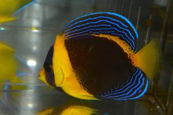 画像1: スクリブルドエンゼル±9.5cm