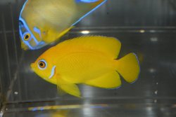 画像1: レモンピール±7.5cm