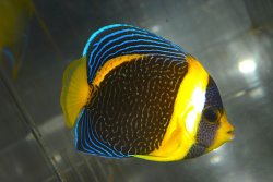 画像2: スクリブルドエンゼル±9cm