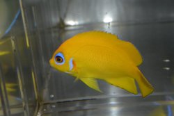 画像3: レモンピール±7.5cm