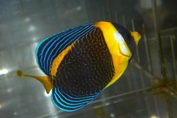 画像5: スクリブルドエンゼル±9cm