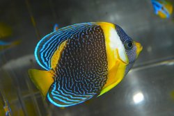 画像2: スクリブルドエンゼル±8cm