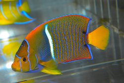 画像1: パッサーエンゼル±11.5cm