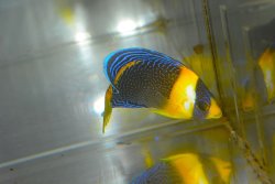画像2: スクリブルドエンゼル±8cm