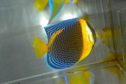 画像4: スクリブルドエンゼル±8cm