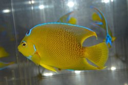 画像1: ブルーエンゼル±12cm