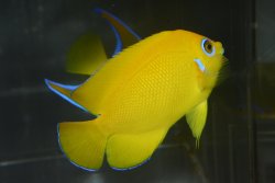 画像5: レモンピール±7.5cm