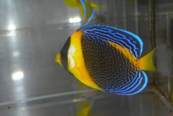 画像5: スクリブルドエンゼル±8cm