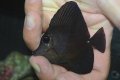 ロングノーズブラックタン±7cm