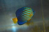 台湾産Blue Line angel±7cm