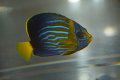 台湾産Blue Line angel±6cm