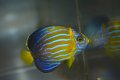 台湾産Blue Line angel±5cm