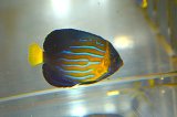 台湾産Blue Line angel±5cm