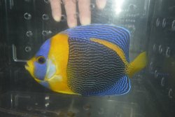 画像1: スクリブルドエンゼル♂±17.5cm