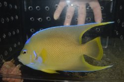 画像1: ブルーエンゼル±17cm