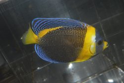 画像2: スクリブルドエンゼル±14cm
