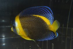 画像1: スクリブルドエンゼル±14cm